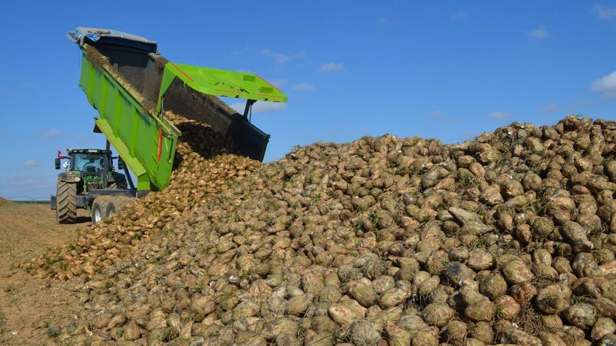 Durante estas semanas se está llevando a cabo la recogida de la remolacha en la provincia.