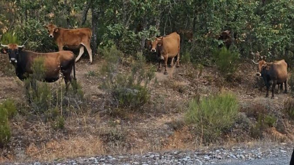 Las vacas superan la treintena, según señalan algunos vecinos.