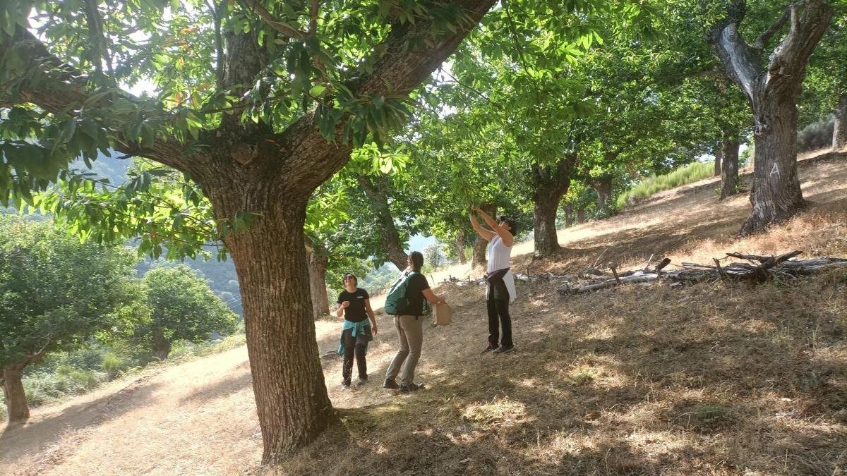 Los muestreos en los castaños son necesarios para conocer su estado.