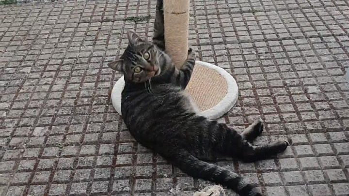 Nilo, el gato que quiere todos los mimos para él