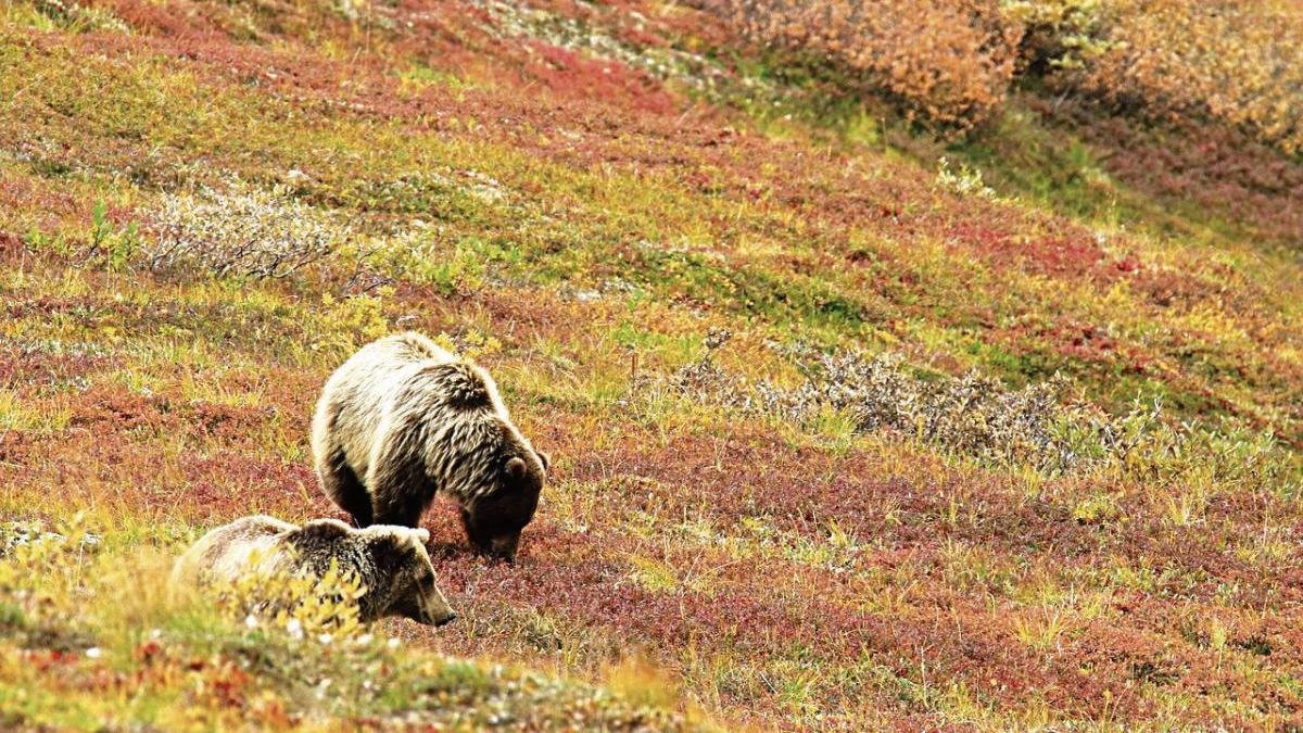 Los emplares han vuelto a la Cabrera después de medio siglo sin presencia.
