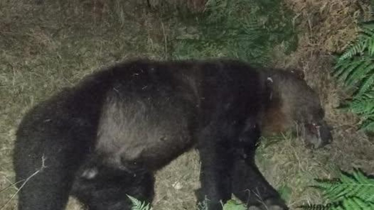 Oso atropellado en Asturias en 2023