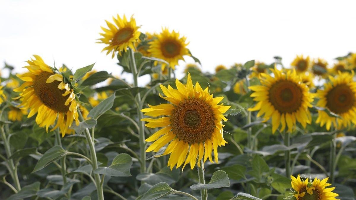 León ya ha concluido la campaña del girasol.