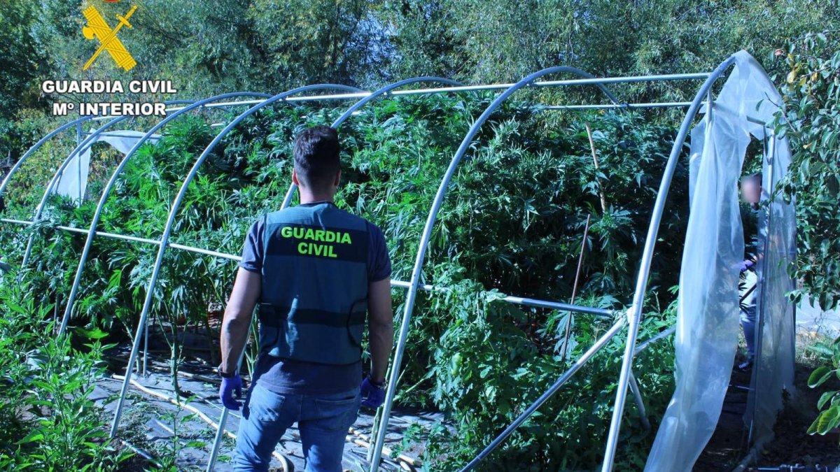 Plantación de marihuana desmantelada por la Guardia Civil