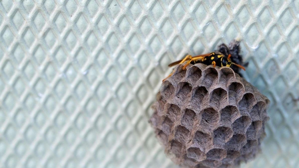 La trifopobia es un miedo irracional a los agujeros y las protuberancias.