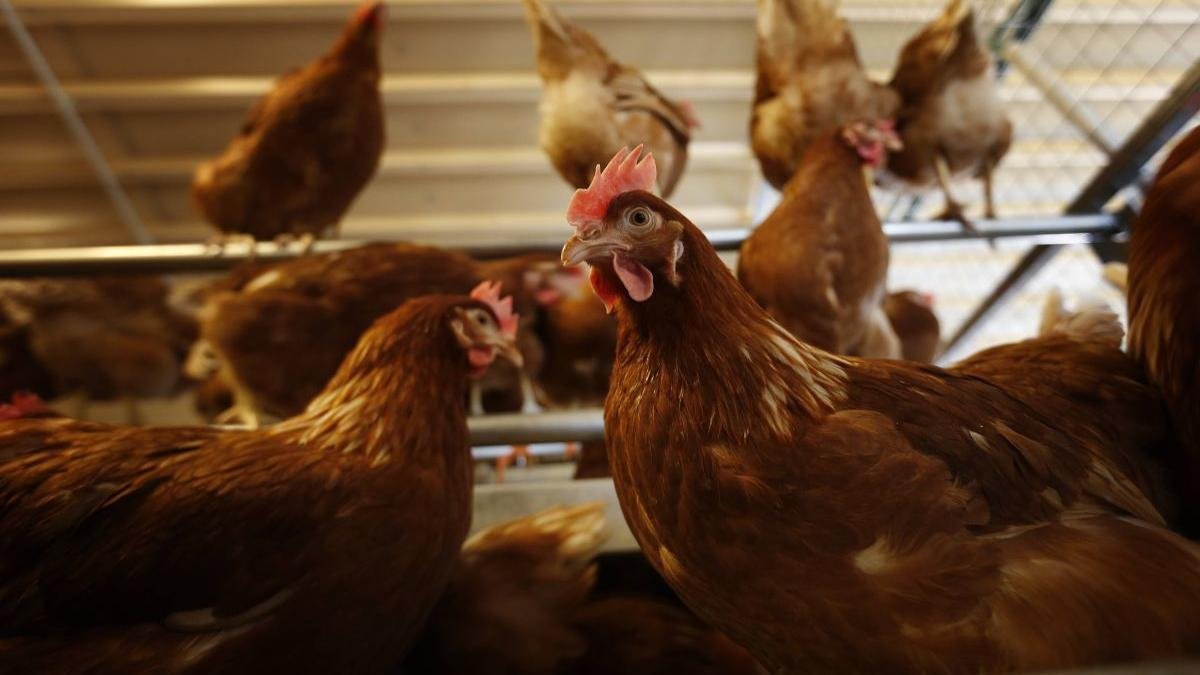 Las aves de corral no podrán estar al aire libre desde el próximo lunes.