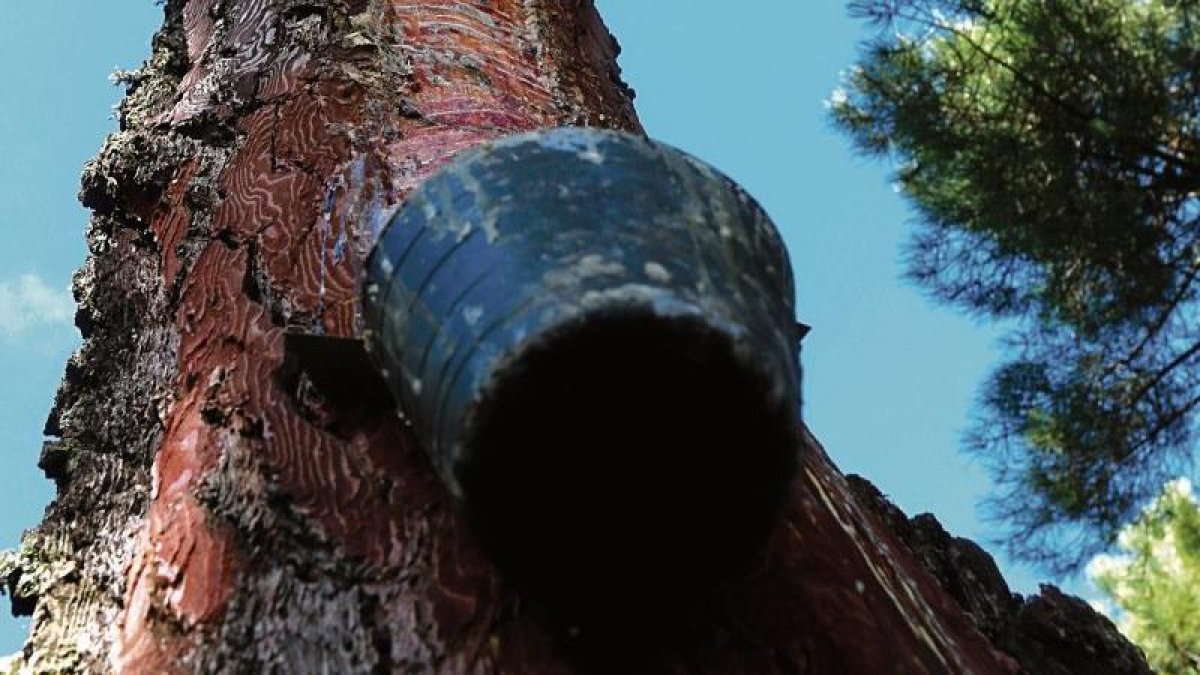 El sector de la resina tiene varias zonas productoras en la provincia.