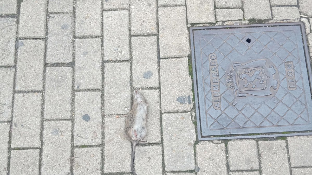 Una rata muerta en el centro de León.
