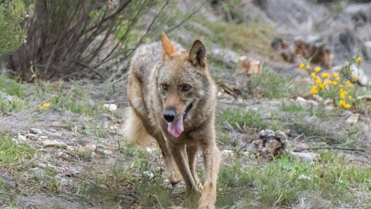 El pasado mes de abril el Congreso aprobó una enmienza para rebajar el estatus de protección del lobo en todo el territorio nacional.
