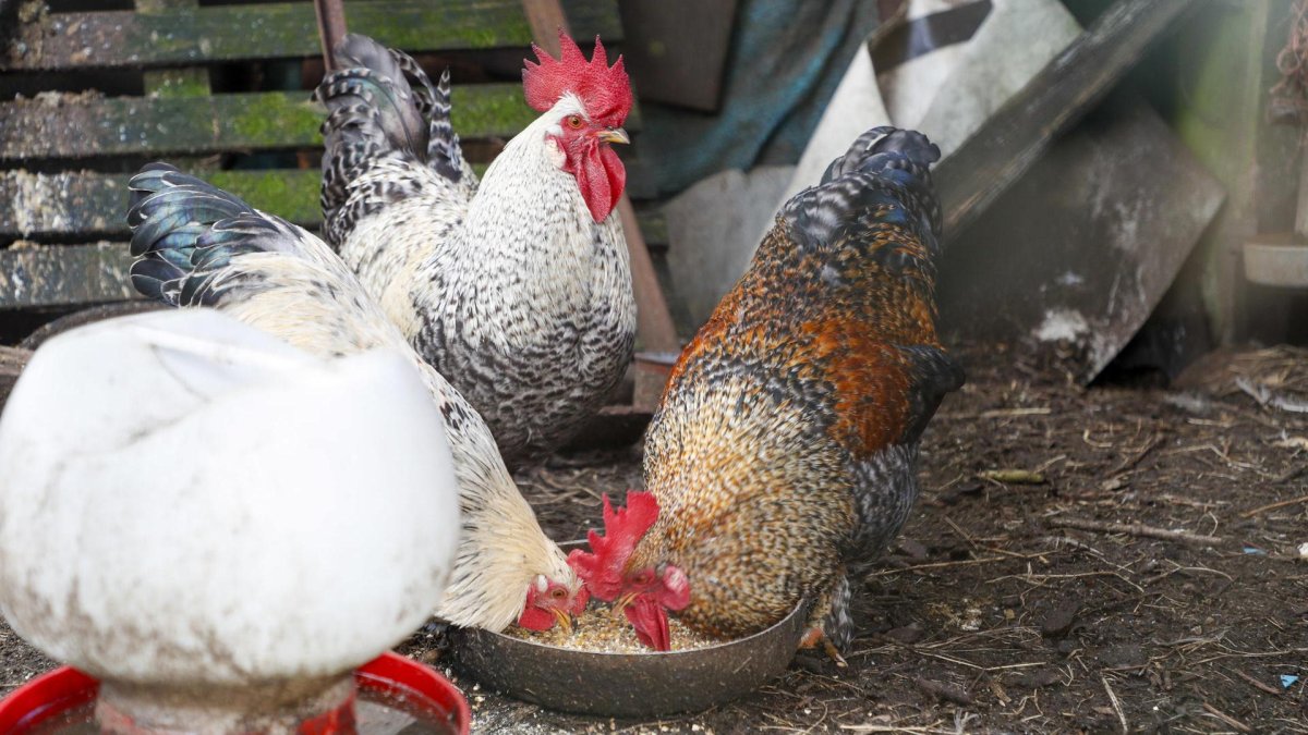 Imagen del pasado 11 de noviembre de unas aves de corral, gallinas y gallos mestizos en una aldea de Palas de Rei (Lugo). EFE/ Eliseo Trigo.