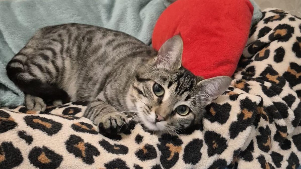 Tabby, en la casa en la que buscó refugio.