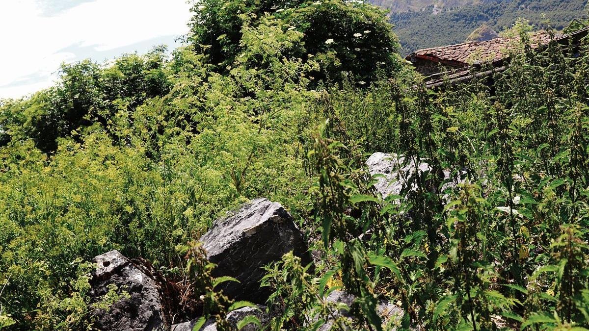 Piedras del Palacio de los Allende cubiertas por hierbas y maleza.