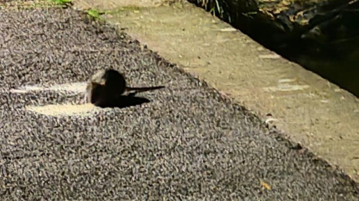 Los vecinos han empezado a hacer fotos a las ratas para atestiguar su queja.