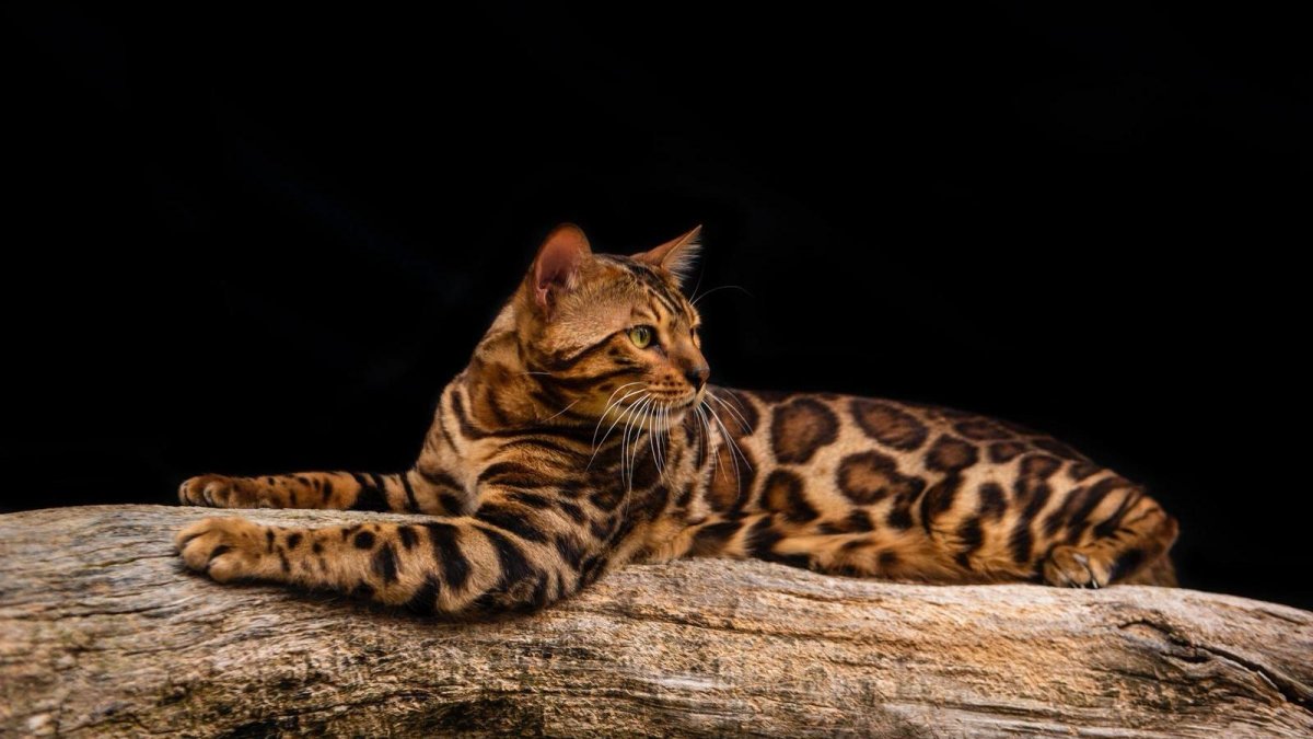 Un gato bengalí que estará en la Exposición Internacional Felina que se celebra el próximo fin de semana en San Andrés del Rabanedo.