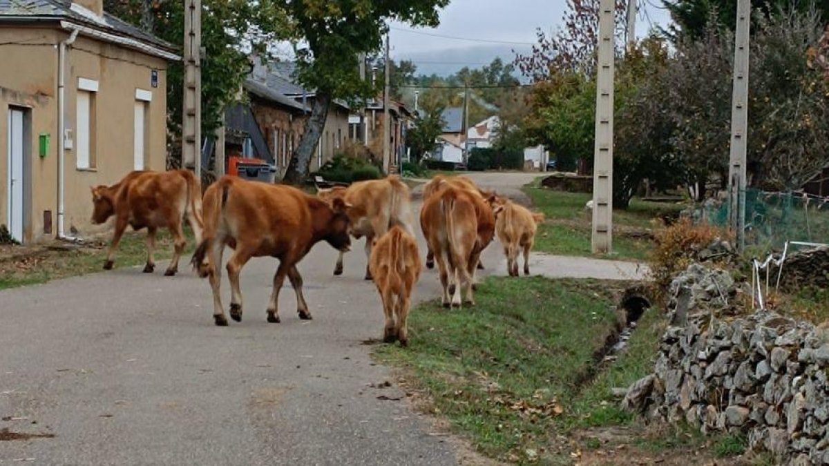 Varias vacas en la localidad de Castro de Cepeda, donde también existe el problema del ganado descontrolado.  Algunas de las vacas de Riofrío, que rondan las 80.