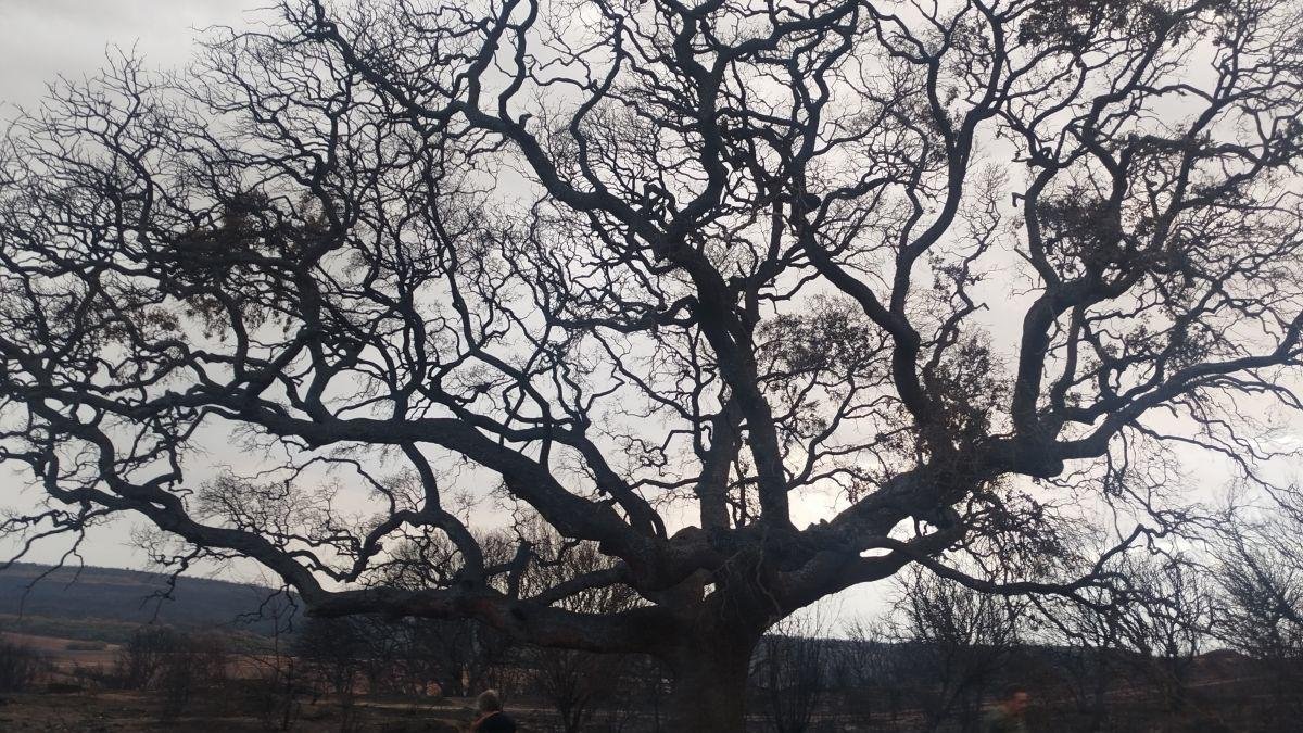 La encinona de Genestacio de la Vega se mantiene en pie con la esperanza de que pueda regenerarse.