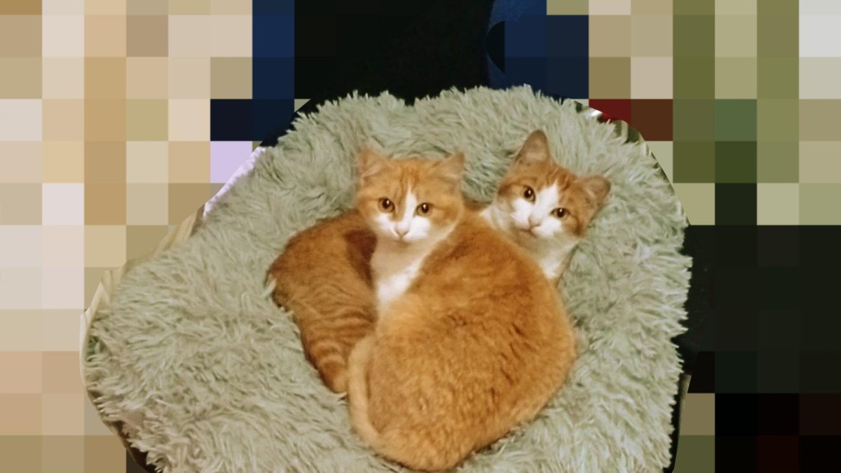 Los gatos Cotton y Holy.