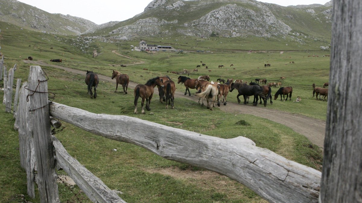 Caballos en un paraje de Babia, en una imagen de archivo.