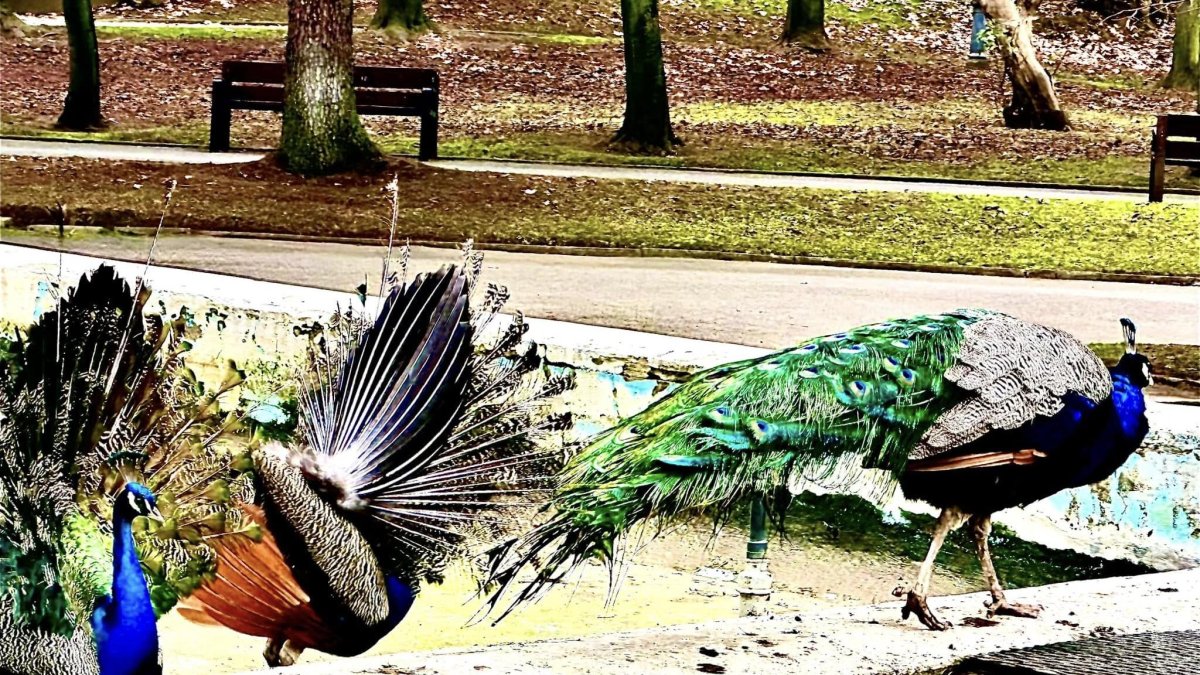 La belleza de los pavos reales del parque de Quevedo emerge con las temperaturas heladoras. 
