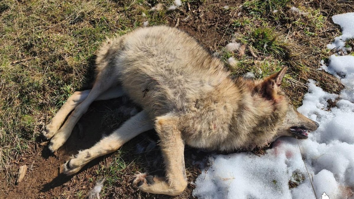 Lobo muerto en Palencia