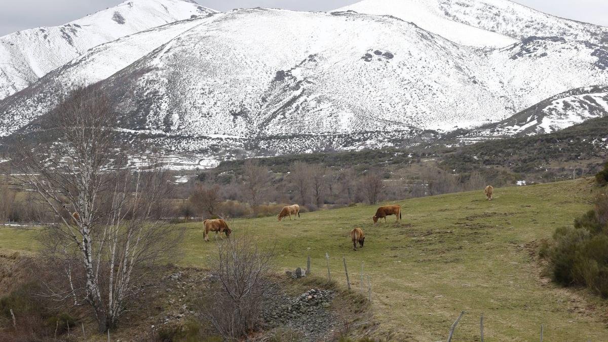 Vacas pastado en un prado en la comarca de Babia. j