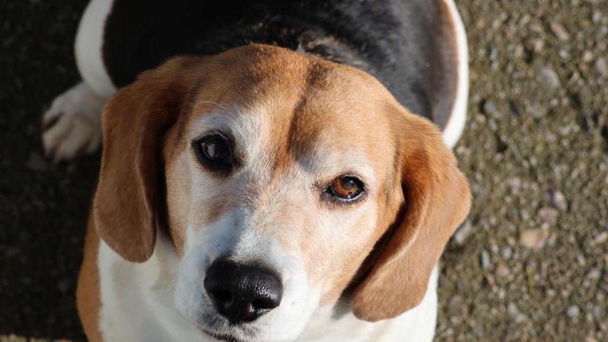 Alma, la beagle que fue usada para la cría