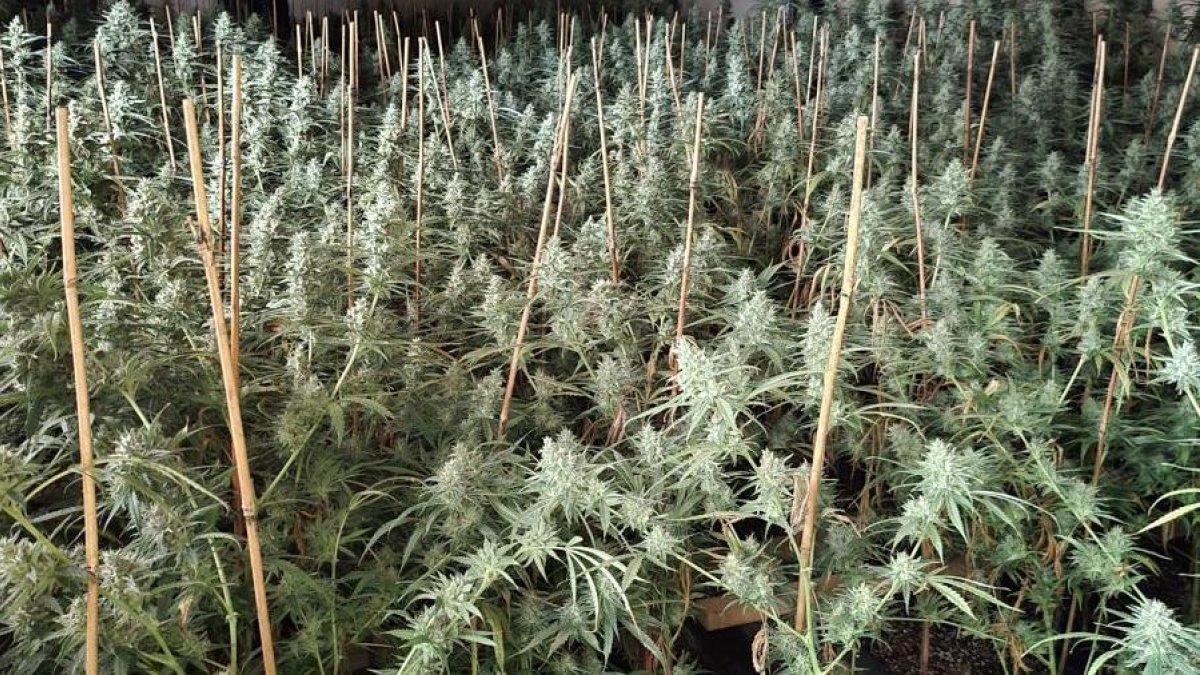 Una plantación de marihuana cuyos propietarios habían pinchado la luz para conseguir energía.