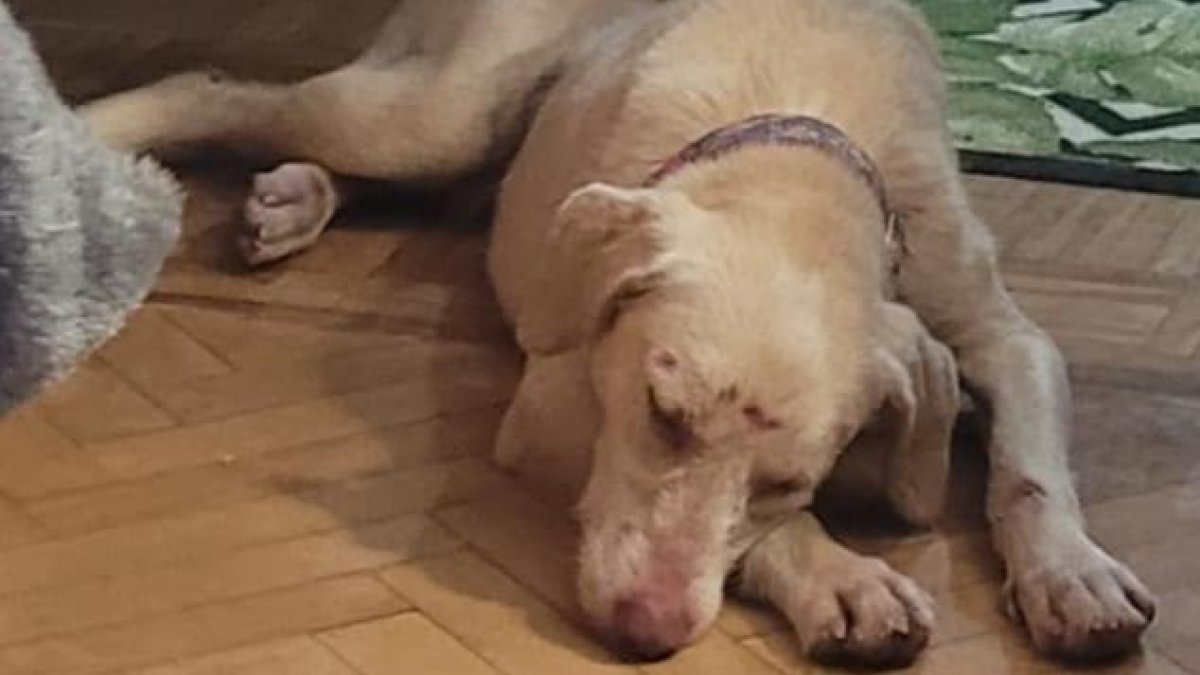 Trueno descansa tranquilo en su casa de acogida después de u rescate en León que duró tres semanas.