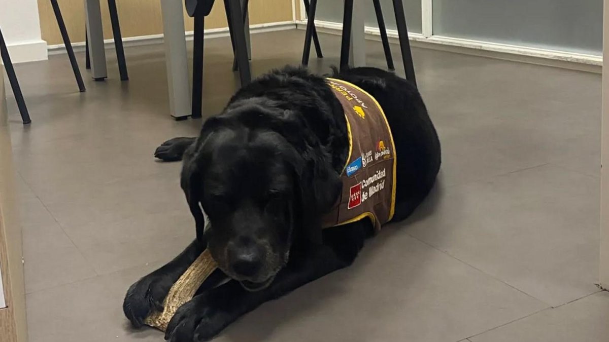 Eika, la primera perra de apoyo para casos de violencia de género.