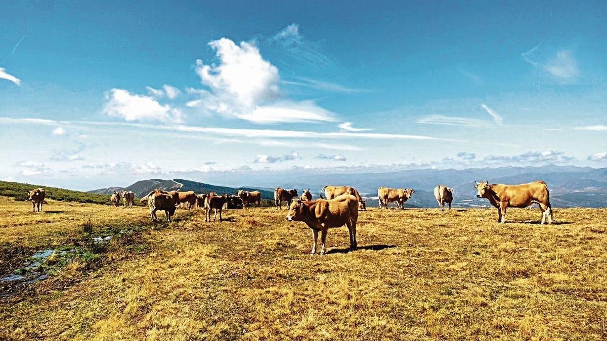 Un rebaño de vacas en montes del municipio de Páramo del Sil.