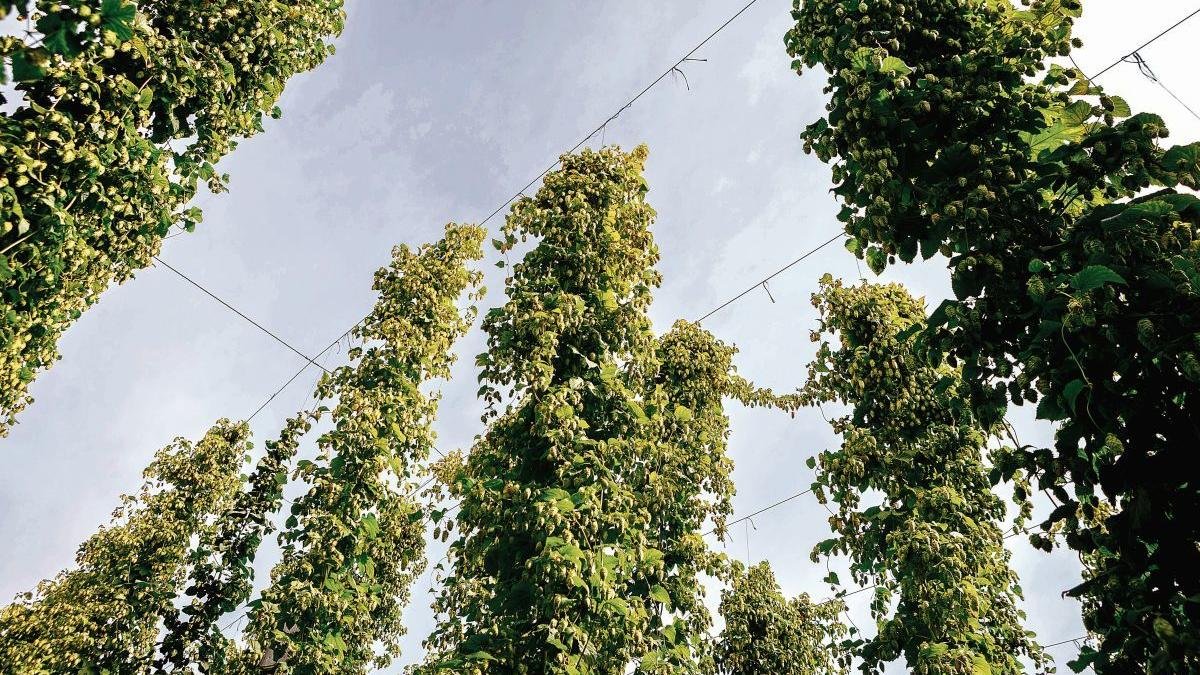 Una tierra de lúpulo en una localidad del Órbigo, donde la planta trepadora tiene una gran tradición.