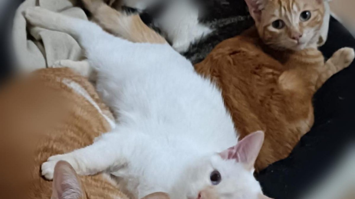 Cookie y Doughie, los dos gatos que llegaron juntos en los bajos de un coche.