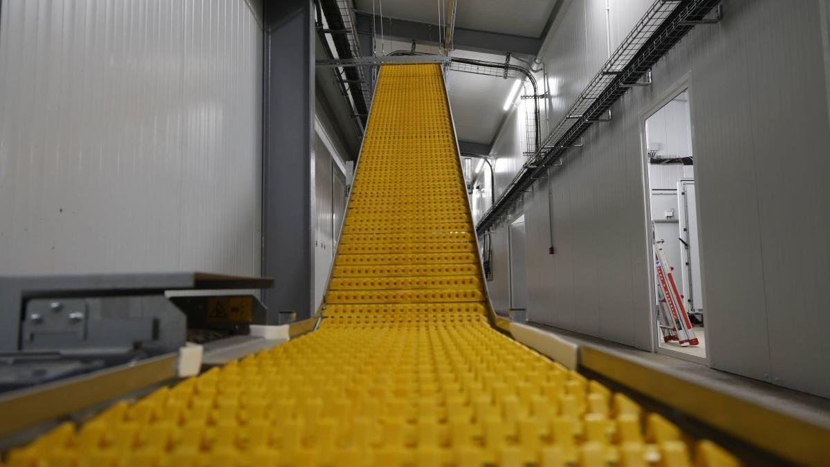 Uno de los lineales en el núcleo genético de Granjas Camis.