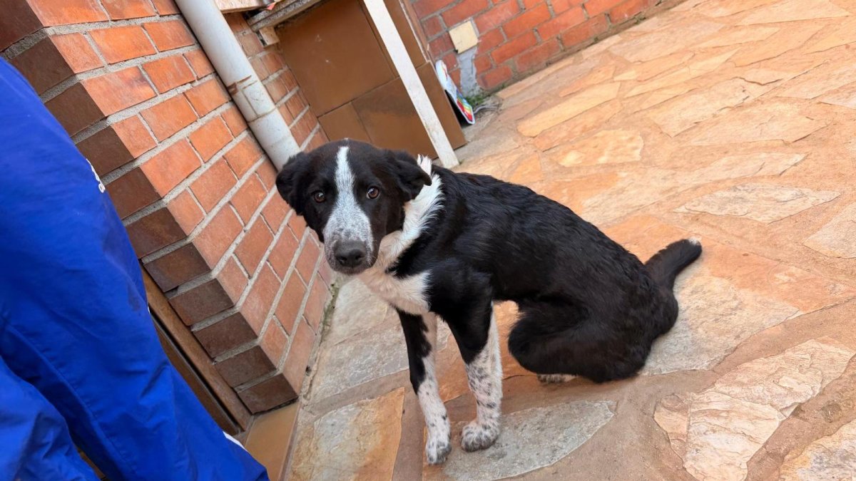 Alegra, abandonada porque creció.