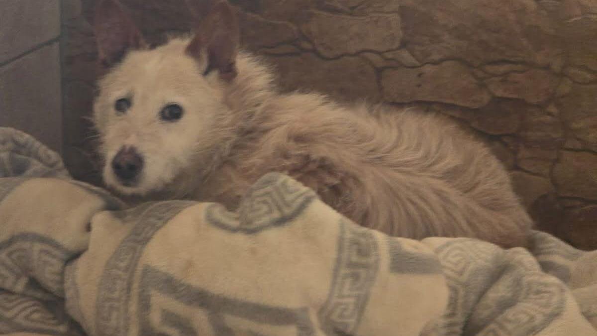Curro, el perro anciano que dejaron abandonado.