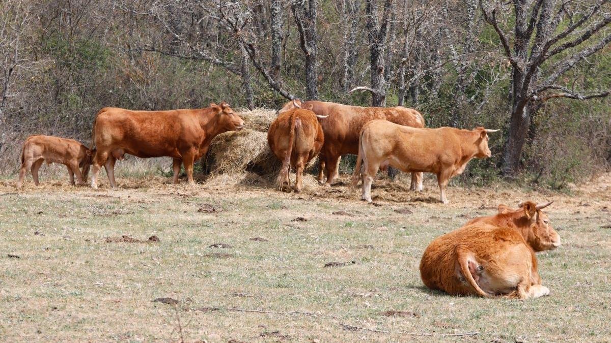 Preocupación en las zonas de montaña, donde la enfermedad en la fauna puede trasmitirse al ganado.