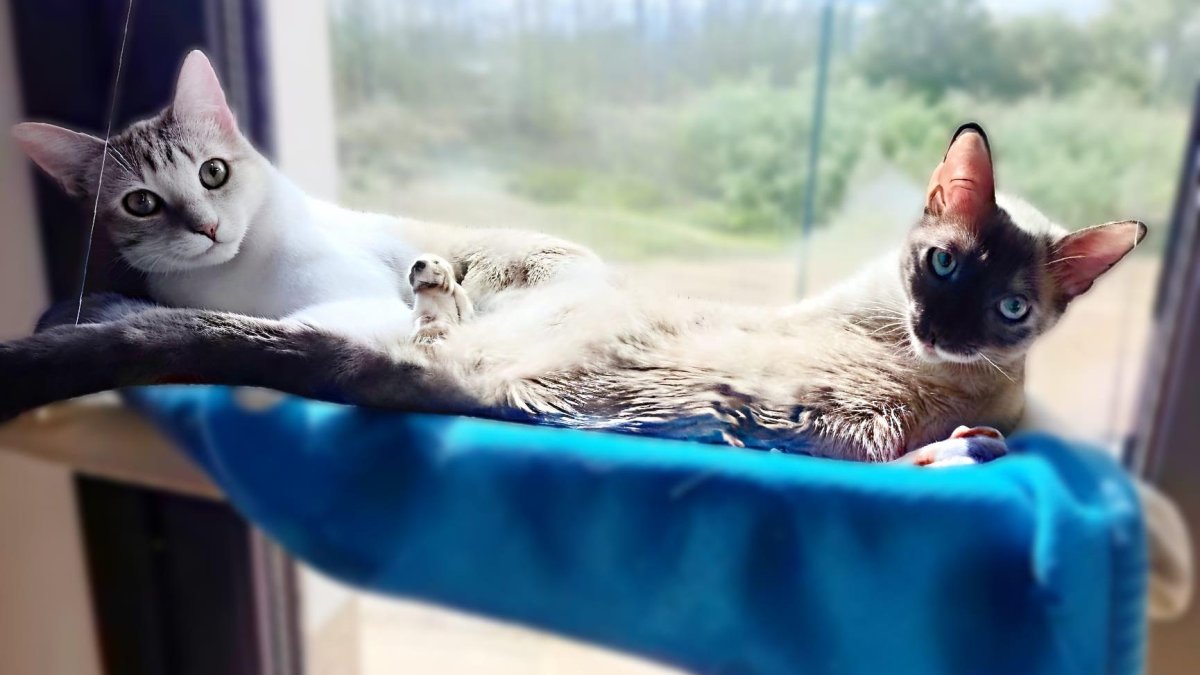Nika y Campanilla, las dos hermanas para las que se busca una familia que las adopte juntas.