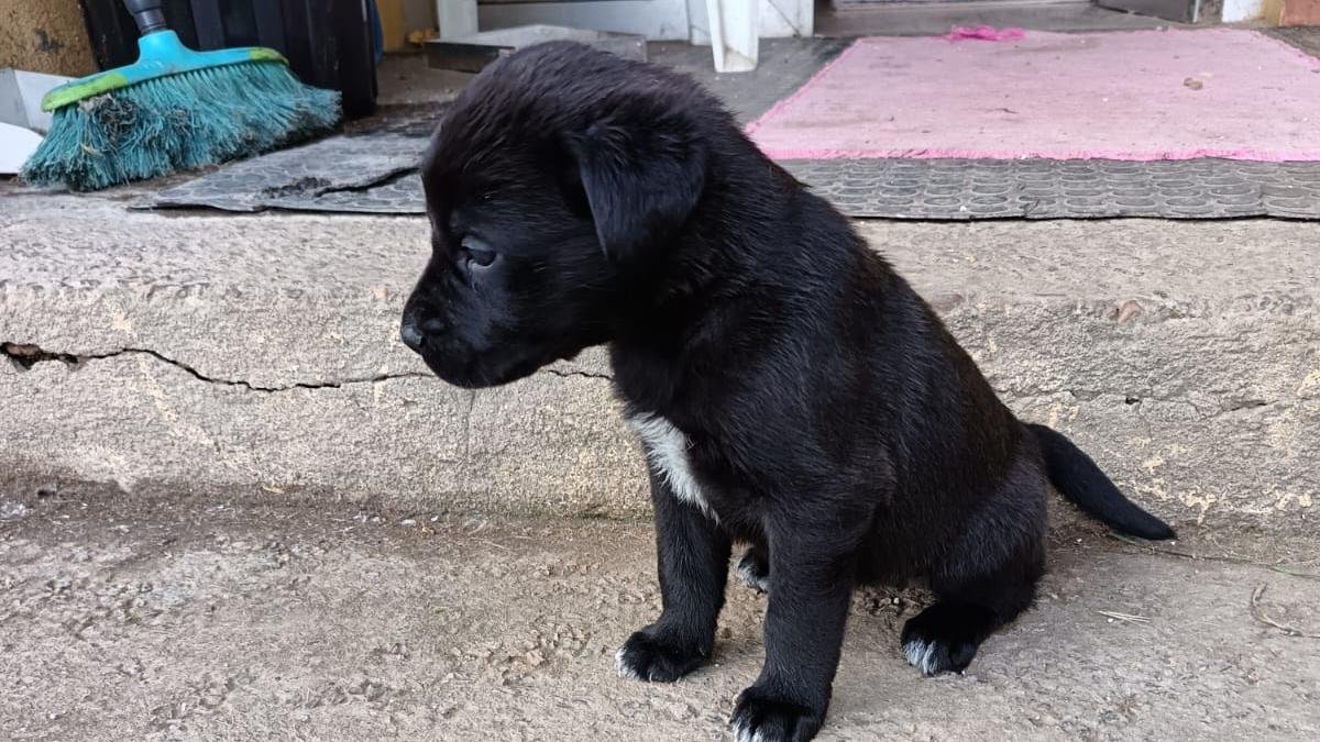 Uno de los cachorros que busca familia.