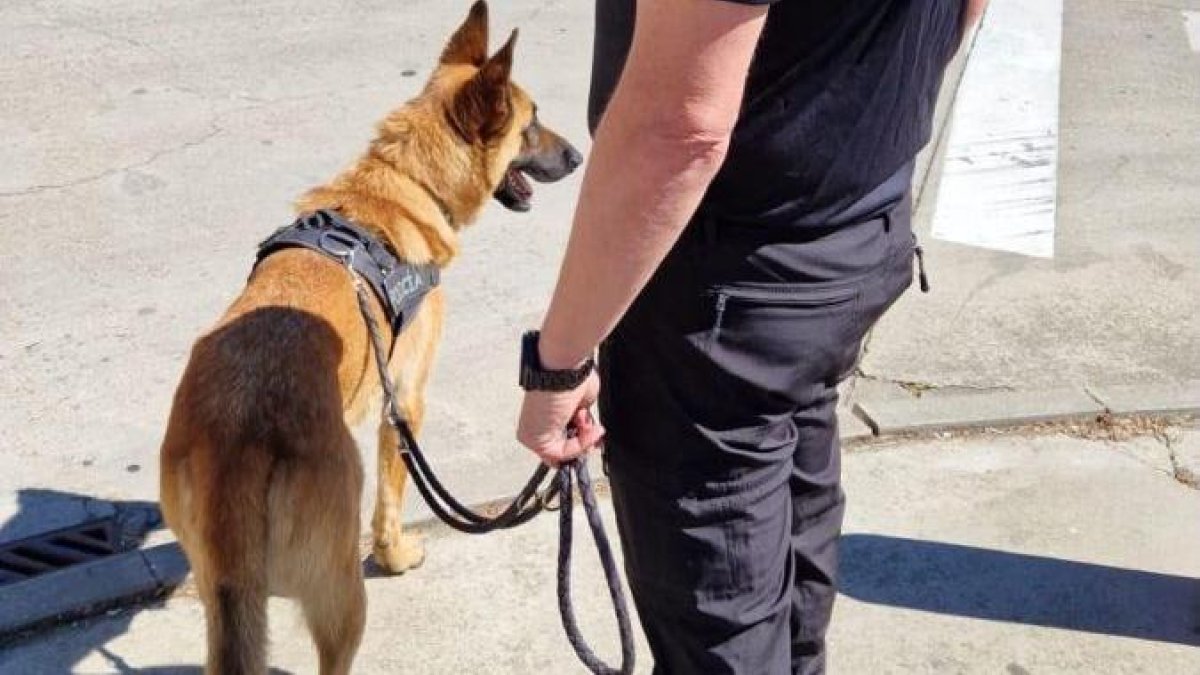 La unidad canina participó en el dispositivo.