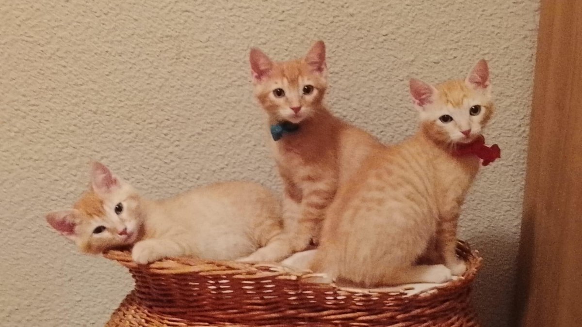 Elvis, Elton y Etta.