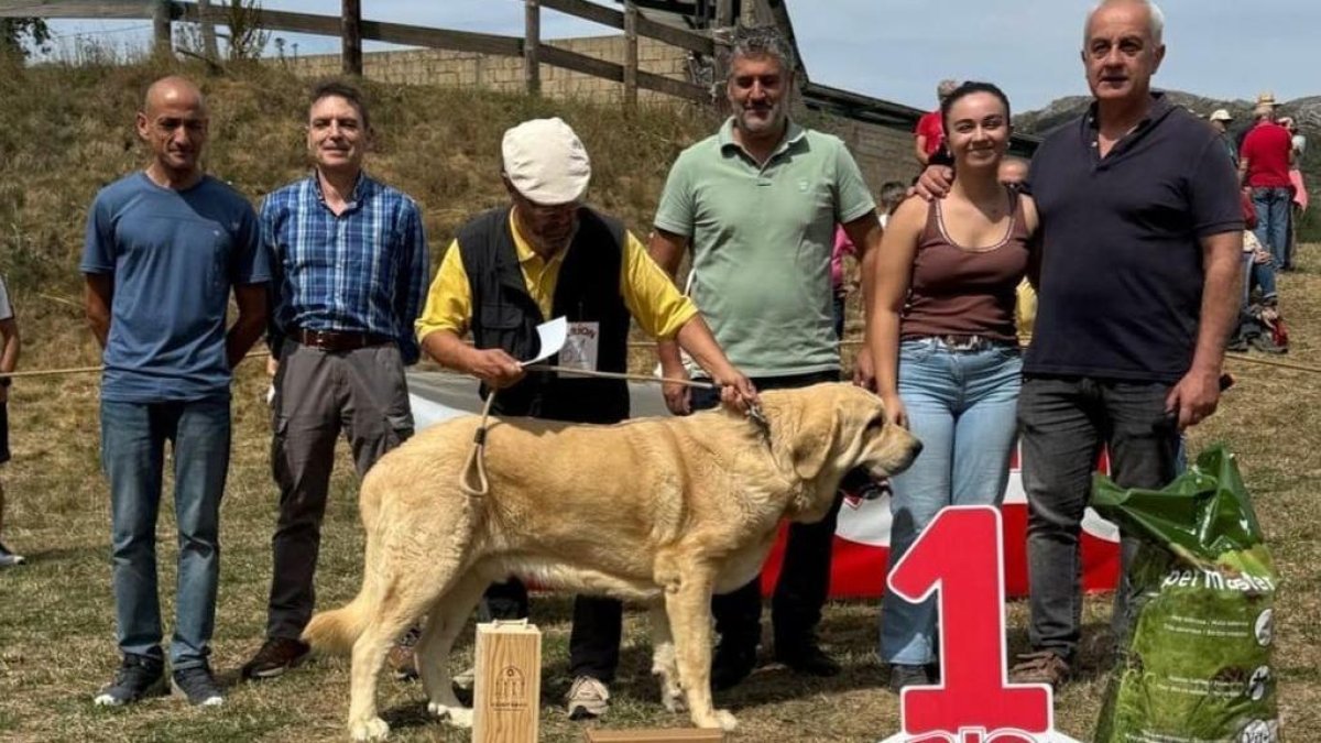 El mastín reina en San Emiliano con 60 ejemplares