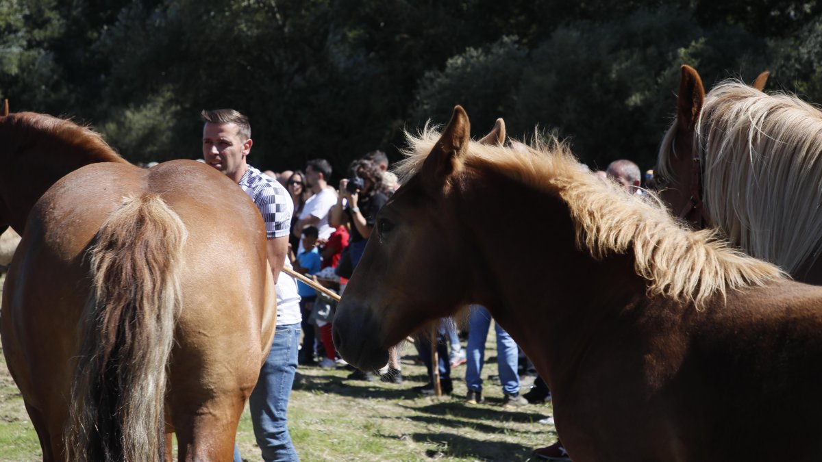 XXXVI edición del concurso de caballos Hispano-Bretón.