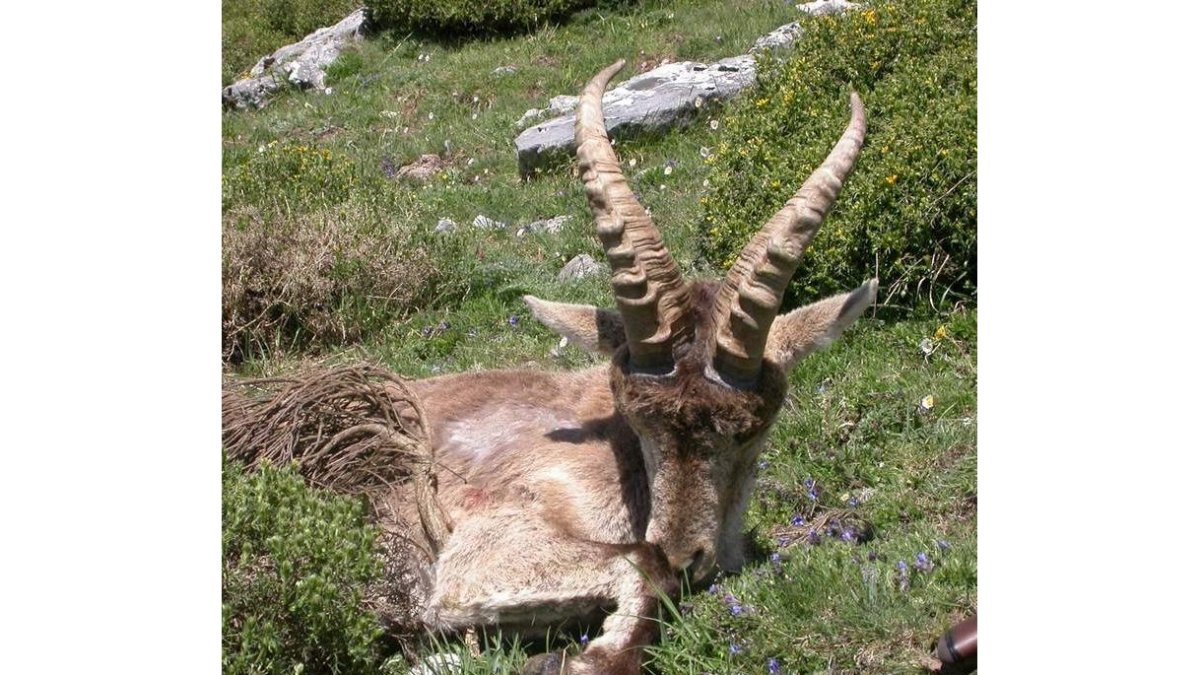 Ejemplar afectado por la sarna, en un área de la montaña cantábrica leonesa.