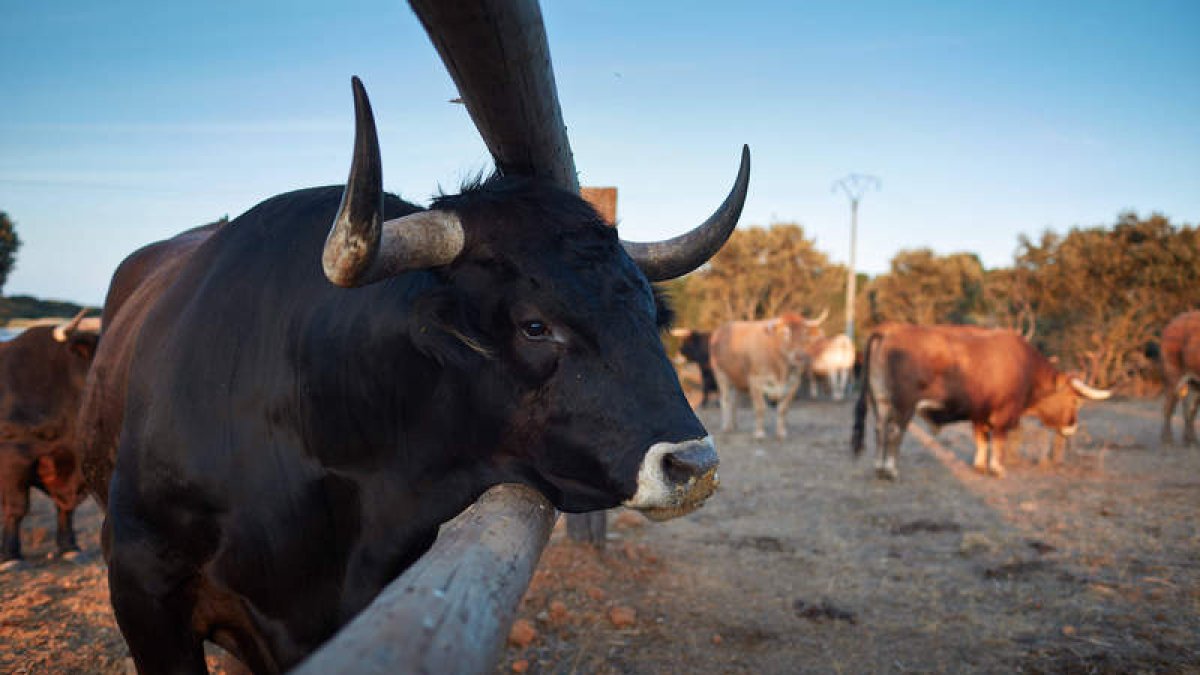 La Bodega El Capricho se encuentra en la localidad leonesa de Jiménez de Jamuz. El teléfono es 987 66 42 24.