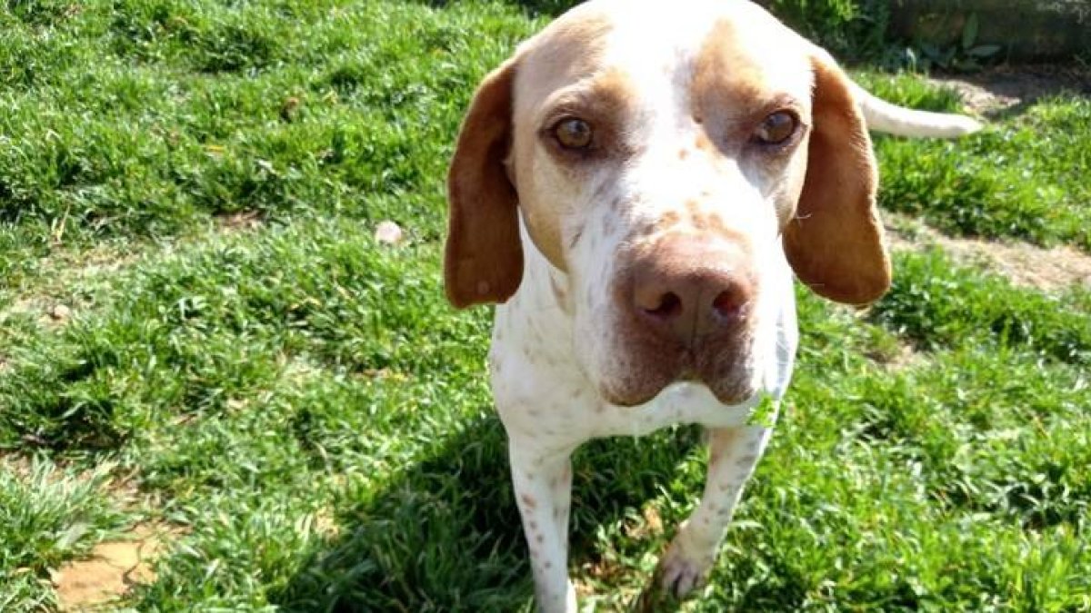 Sam, el perro que busca una familia de adopción.