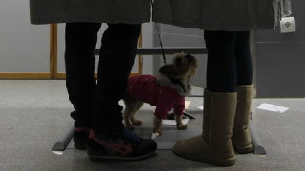 Una pareja elige papeleta dentro de una cabina junto con su perro en un colegio electoral de La Virgen del Camino en las elecciones municipales de 2019. JESÚS F. SALVADORES
