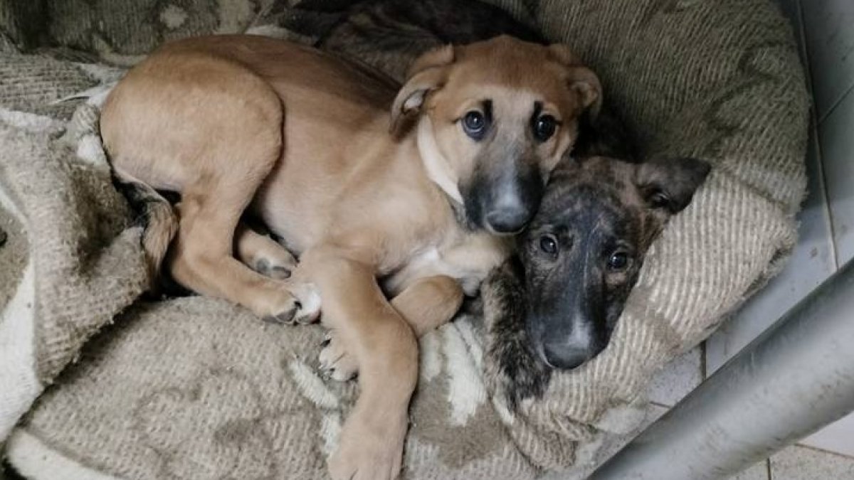Hanni y Nanni buscan un hogar. DL