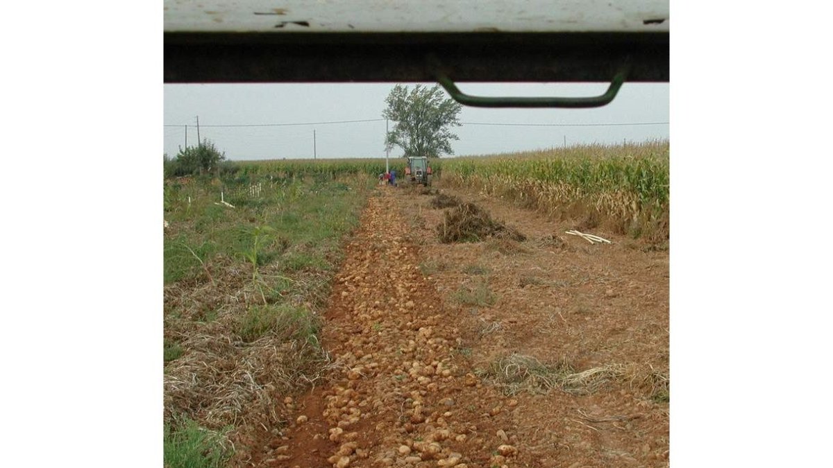 Recolección de patatas en el sur de la provincia leonesa. MEDINA