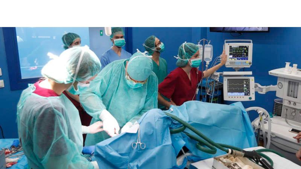 El Hospital Clínico Veterinario de la Universidad de León cuenta con un aparataje de primer nivel para ofrecer los mejores servicios en sus instalaciones. JESÚS F. SALVADORES