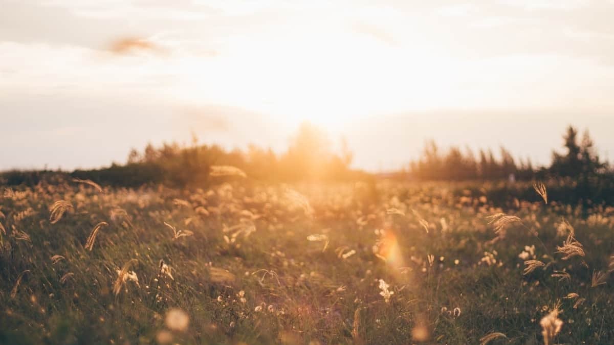 El tiempo en Gordaliza del Pino AEMET Foto: Pexels